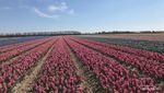 Ngabuburit ke Ladang Tulip di Belanda