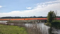Tampak ladang tulip dari seberang parit.
