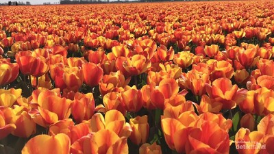 Ngabuburit ke Ladang Tulip di Belanda