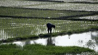 Para petani tetap turun ke sawah di tengah pandemi Corona yang masih melanda Indonesia.
