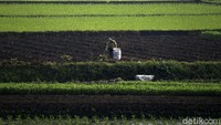 Para petani tetap ke sawah untuk memenuhi ketersediaan pangan. Jadi bisa dikatakan petani menyandang predikat pahlawan penyedia pangan saat terjadi wabah Corona.