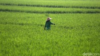 Tampak seorang petani tengah menjaga tanaman padinya.