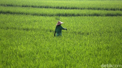 Melihat Aktivitas Petani Cileungsi di Bulan Ramadhan