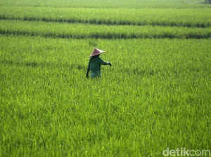 Dapat KUR, 1.964 Petani di Tapanuli Siap Kebut Produksi di Tengah Pandemi