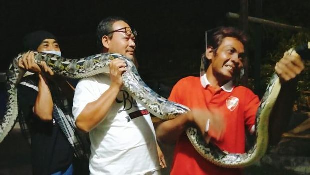 Penampakan ular piton 5 meter yang ditangkap warga di dalam kandang ayam milik warga Klaten