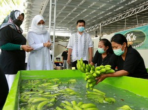 Banyuwangi Genjot Pengembangan Pisang Cavendish Demi Pendapatan Petani