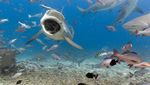 Foto Pulau Cantik tapi Banyak Hiu