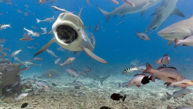 A large bull shark swims towards the camera with a wide open mouth as it has taken a fish head from a diver during a shark dive in the Yasawa islands in Fiji.