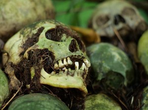 Mungkin, Ini Pemakaman Paling Unik Sedunia dan Cuma Ada di Bali