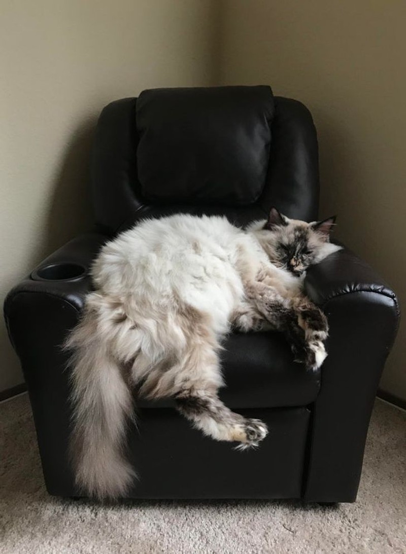 Foto yang mengecoh mata