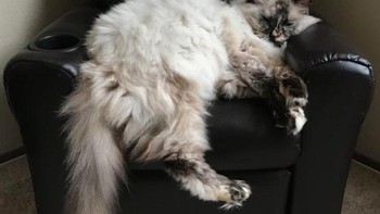 Kursi miniatur membuat si kucing jadi lebih besar. Foto: dok Reddit via Brightside