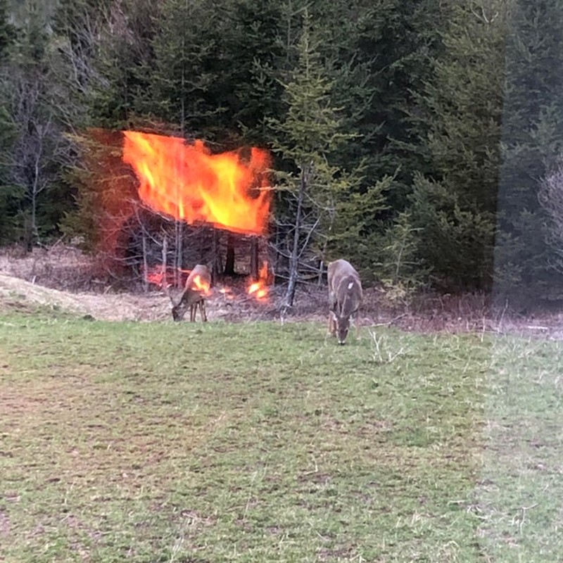 Foto yang mengecoh mata