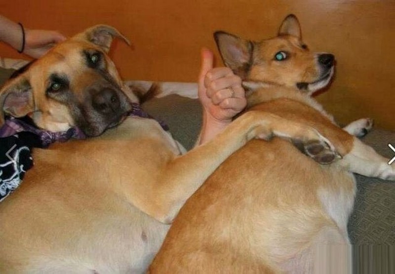 Foto yang mengecoh mata