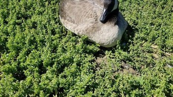 Bebek raksasa di hutam. Foto: dok Reddit via Brightside