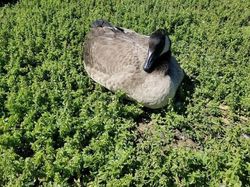 Awas! Foto Ini Bikin Mata Terkecoh