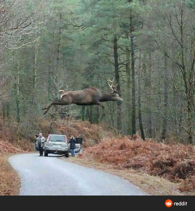 Foto yang mengecoh mata