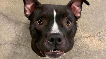 Seolah anjing ini tidak punya badan. Foto: dok Reddit via Brightside