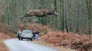 Rusa raksasa. Foto: dok Reddit via Brightside