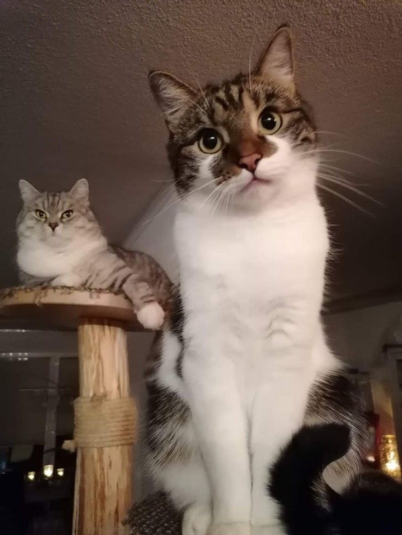 Foto yang mengecoh mata