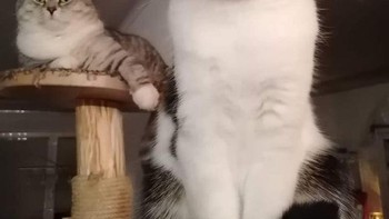 Apakah kucing di sebelah kiri terlalu kecil atau apakah kucing di sebelah kanan itu raksasa? Foto: dok Reddit via Brightside