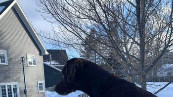 Anjing raksasa. Foto: dok Reddit via Brightside