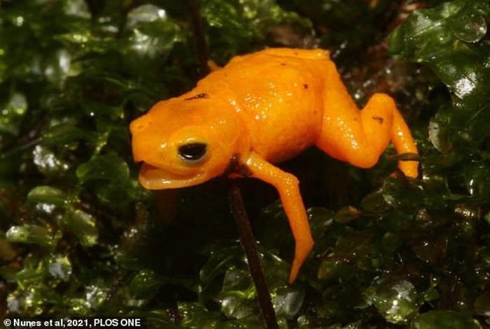 Katak beracun Brachycephalus rotenbergae