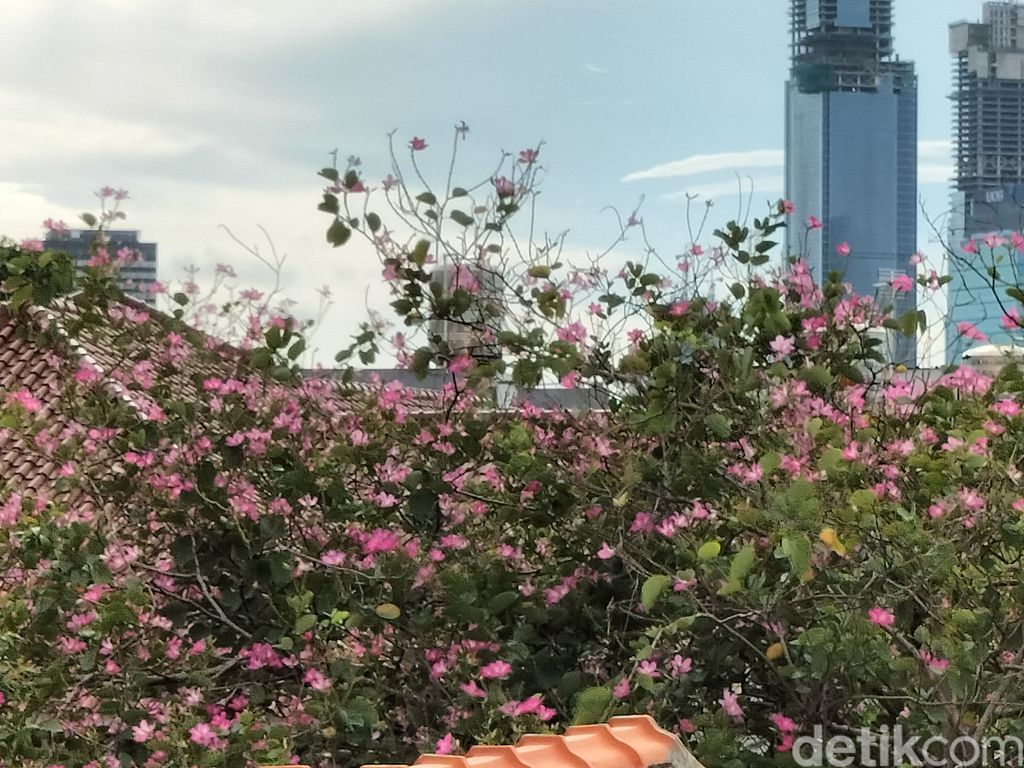 Oppo A74 5G Oppo A74 5G