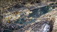 Kondisi anak sungai yang tercemar tumpahan minyak mentah di areal sumur minyak ilegal di Desa Bondon, Bayung Lencir, Musi Banyuasin (Muba). Petugas menyebut aktivitas pengeboran ilegal itu berpotensi menimbulkan kebakaran.  