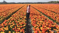 Ngabuburit di ladang tulip yang cantik