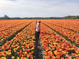 Menjalani Puasa Ramadhan 16 Jam di Utrecht Belanda Saat Musim Semi
