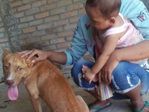 Pembantaian Belasan Anjing di Pacitan Dilakukan Enam Orang