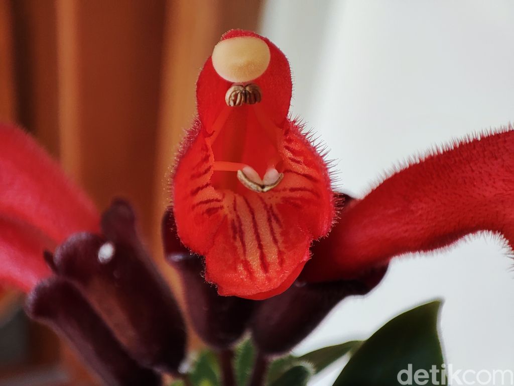 Hasil Kamera Redmi Note 10 Pro