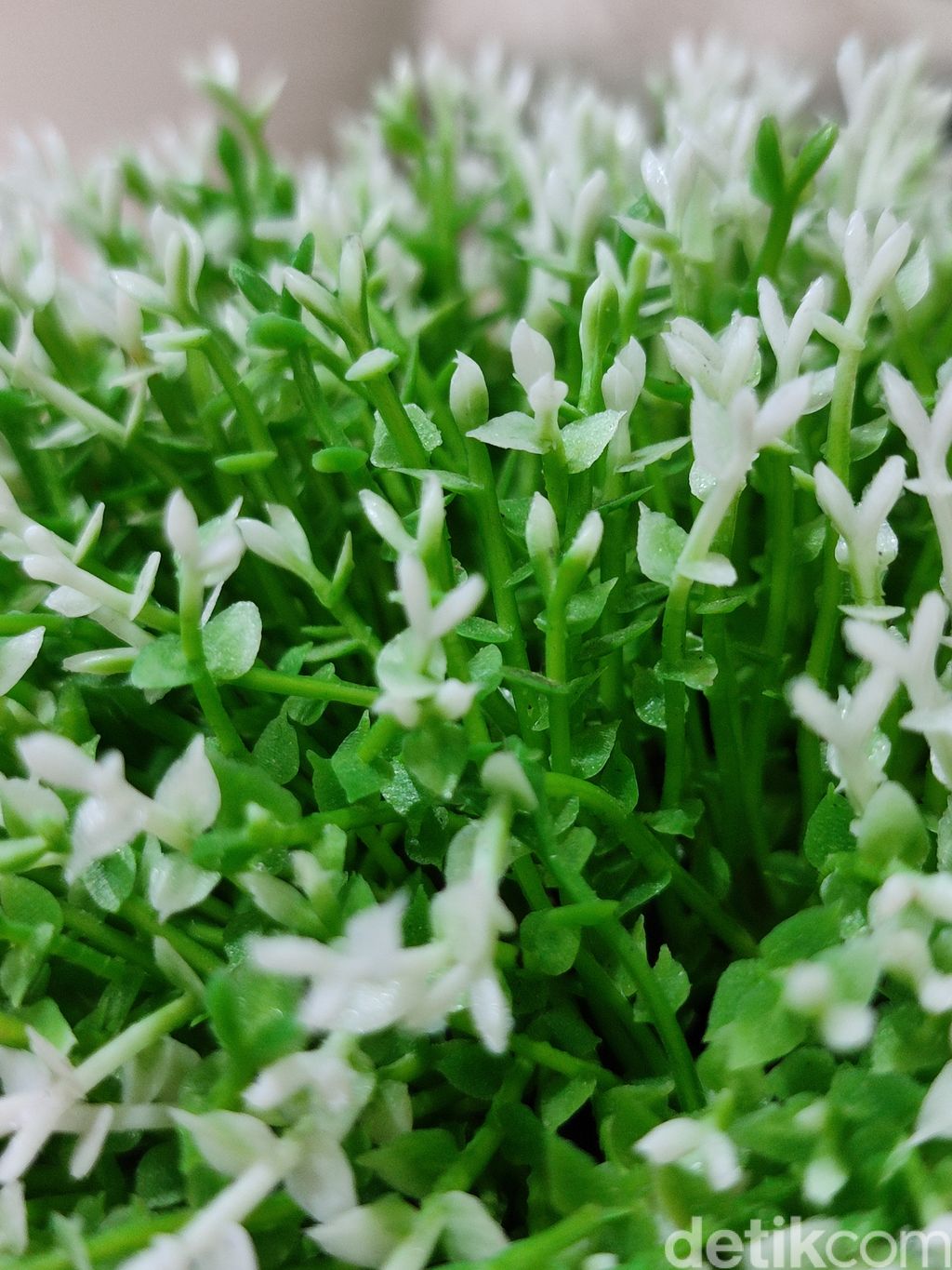 Hasil Kamera Redmi Note 10 Pro