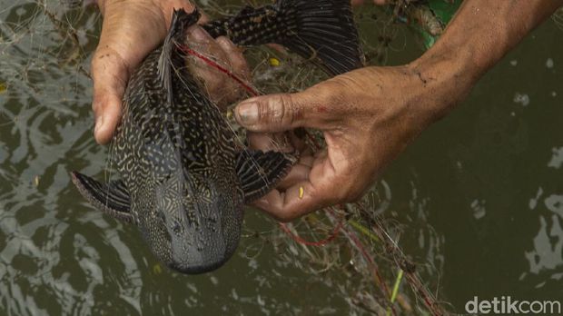 Warga menjaring ikan di kali Cengkareng, Jakarta Barat, Selasa (4/5/2021). Kegiatan mencari ikan ini dilakukan sejak pagi hingga sore hari.
