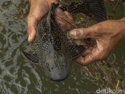 Viral Siomay Ikan Sapu-sapu, Ini Kata 2 Chef Soal Konsumsinya