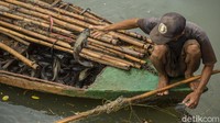 Sebagai informansi ikan sapu-sapu dapat hidup di sungai atau danau yang airnya kotor sekalipun. Justru jenis ikan itu bisa beradaptasi dengan cemaran yang ada di dalam air.  