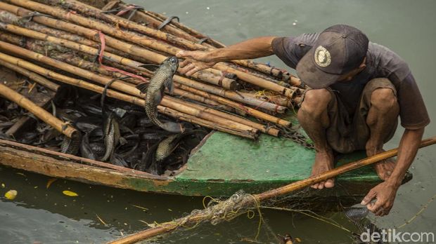 Mencari Ikan di Sungai Keruh Jakarta Warga menjaring ikan di kali Cengkareng, Jakarta Barat, Selasa (4/5/2021). Kegiatan mencari ikan ini dilakukan sejak pagi hingga sore hari.
