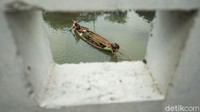 Warga menjaring ikan di kali Cengkareng, Jakarta Barat, Selasa (4/5/2021). Kegiatan mencari ikan ini dilakukan sejak pagi hingga sore hari.  