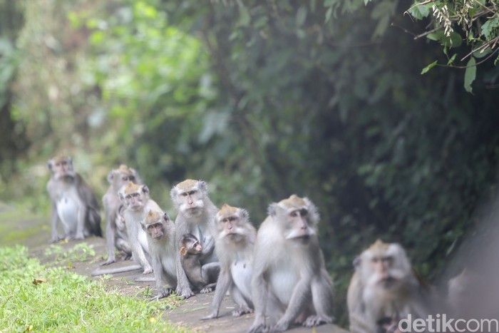 Monyet di Taman Nasional Bali Barat