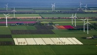 Negara kincir angin ini memang menjadi surga bagi para pencinta bunga tulip.  