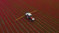 Pemandangan dari udara ladang tulip yang sedang mekar di Den Helder, Belanda.  