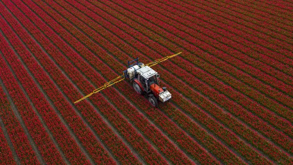 Terpukau Keindahan Bunga Tulip Bermekaran di Belanda