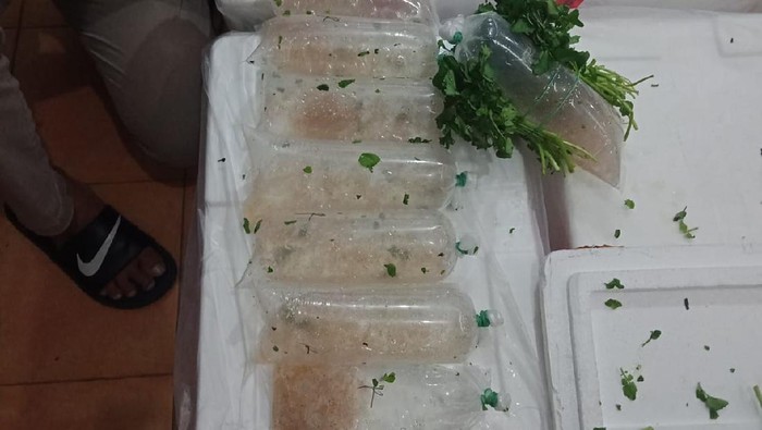Polisi gagalkan penyelundupan 34 boks baby lobster ke Singapura via kargo Bandara Soekarno-Hatta