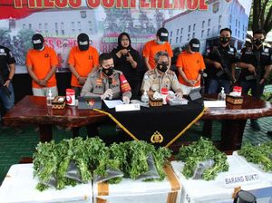 8 Kali Selundupkan Baby Lobster ke Singapura, Begini Modus Pelaku