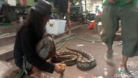Edi yang juga dikenal dengan Mbah Gondrong itu mengatakan ular piton tersebut ditemukan di kandang ayam milik Nur Kholis warga Desa Hadipolo. Warga khawatir dengan keberadaan ular itu sehingga meminta bantuan kepada relawan BPBD Kudus.