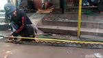 Penampakan Ular Piton 4 Meter yang Masuk Kandang Ayam