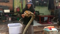 Rencananya ular tersebut akan kembali dilepas di lokasi yang jauh dari permukiman warga.