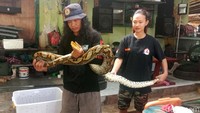 Penangkapan ular dilakukan dini hari pukul 01.30 WIB  jelas Relawan BPBD Kudus Edi Yulianto.