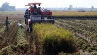 Untuk dua petak sawah hanya membutuhkan waktu 20 menit.