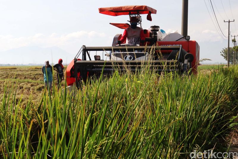 Petani Bojongemas, Solokanjeruk, Kabupaten Bandung, kini tengah panen padi. Mereka menggunakan alat mesin pertanian (Alsintan) untuk memanen padi.
